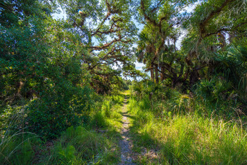 Hiking trail in Florida jungle rainforest with green palm trees and wild vegetation. Dense tropical...
