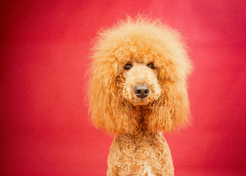 Portrait of a fluffy poodle standing in front of a red background