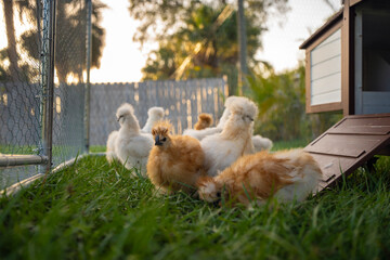 Keeping domestic chicken in free range chicken coop on home backyard. Poultry hen house with green grass in suburban garden © bilanol