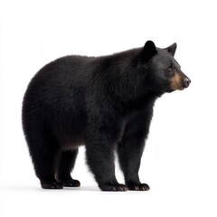 Majestic black bear standing in profile against clean white background, showing detailed fur texture and natural stance in wildlife photography with free copy space for text