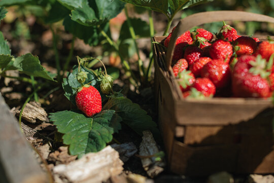 Close-up of a basket filled with freshly picked strawberries amongst strawberry plants