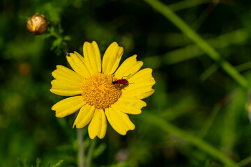 Obraz premium Beauty yellow flowers.Yellow daisies, yellow flowers, yellow petals and green stems.Ligularia sibirica, mostly in central and eastern Asia.