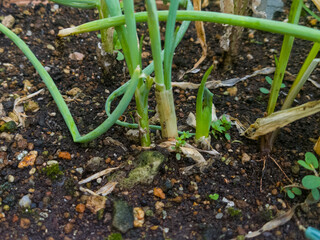 新芽が脇から生えてきたプランターでの家庭菜園の万能ねぎ