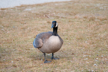 canada goose on the beach