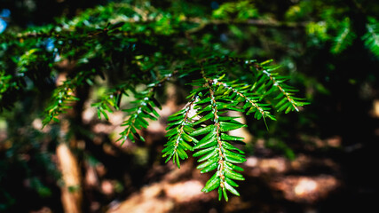 Eastern Hemlock (Tsuga canadensis) Branch