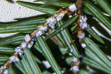 Eastern Hemlock (Tsuga canadensis) Branch Infected With Hemlock Woolly Adelgid (Adelges tsugae) Pest