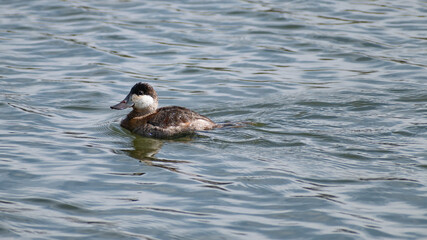 Ruddy Duck (Oxyura jamaicensis) Swimming In Lake