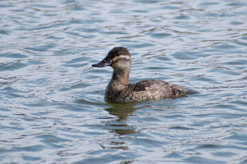 Female Ruddy Duck (Oxyura jamaicensis) Swimming In Lake