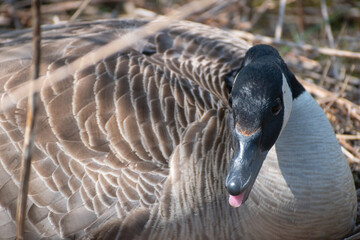 Canada Goose (Branta canadensis) Hissing From Nest