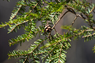 Eastern Hemlock Cone On Branch