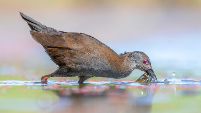 Close-up side view of a Wild spotless crake (Porzana tabuensis) lunging through still water at aquatic vegetation, Australia