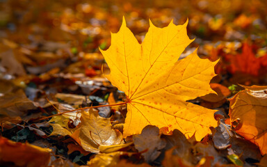 Bright yellow autumn maple leaf against the background of fallen leaves. Golden autumn, good autumn...