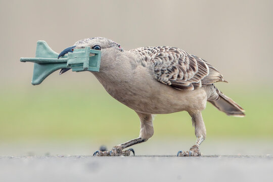 Wild great bowerbird (Chlamydera nuchalis) collecting a discarded piece of plastic trash to use to decorate its bower, Australia