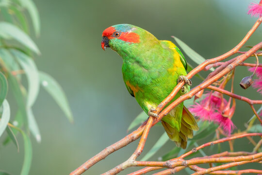 Wild musk lorikeet (Glossopsitta concinna) perched on a flowering eucalyptus branch, Australia