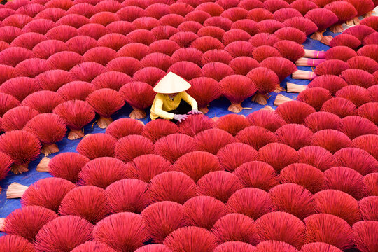 Woman wearing a traditional Ao Dai gathering dried Incense sticks, Hanoi, Vietnam