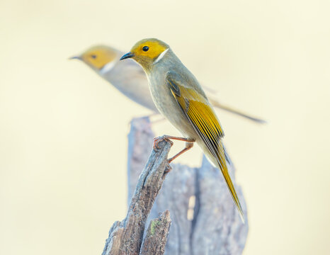 Close-up side view of a pair of wild white-plumed honeyeaters (Lichenostomus penicillatus) perched on wooden posts next to each other, Australia