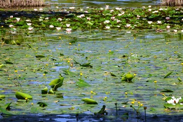 大沼湖の睡蓮とネムロコウホネの群生