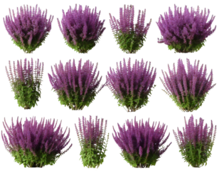 Set of Mexican bush sage (Salvia leucantha) frontal isolated png on a transparent png