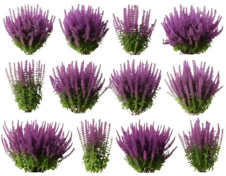 Set of Mexican bush sage (Salvia leucantha) frontal isolated png on a transparent png