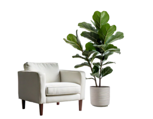 White fiddle leaf fig tree on white background png.