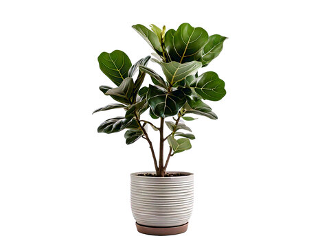 White fiddle leaf fig tree on white background png.
