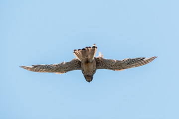 Fototapeta premium Common kestrel, Falco tinnunculus, hovered in the air in search of prey