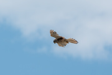 Common kestrel, Falco tinnunculus, hovered in the air in search of prey