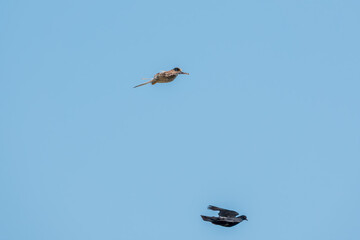 Common kestrel, Falco tinnunculus, hovered in the air in search of prey