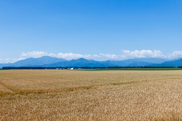 麦畑と青空