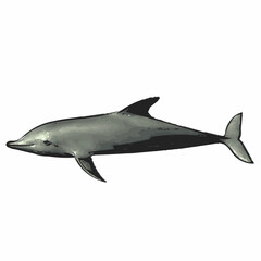 Fototapeta premium Side View Dolphin Vector