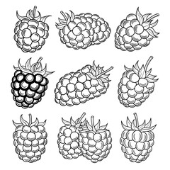 Set of raspberry outlines with leaves and stems