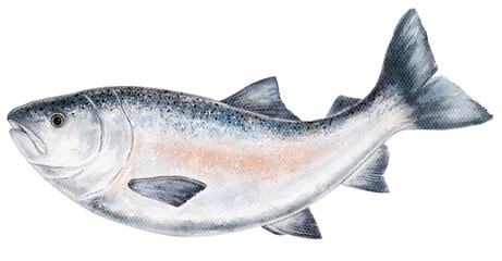 Hand painted watercolor illustration of whole salmon silver fish. Isolated on white. Ideal for seafood design, fish market visuals, culinary packaging, or nautical themed compositions