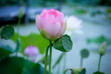 Obraz premium ハスの花