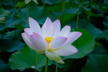 pink water lily