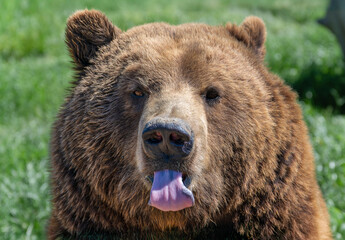 brown bear portrait
