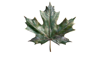 Naklejka premium An iridescent maple leaf shimmers against the void embodying autumn s serene transition with on transparent background