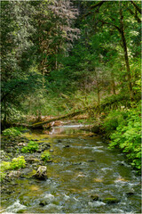 Obraz premium river in the forest