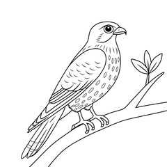 Fototapeta premium Song Thrush line art drawing ink sketch vector hand drawn illustration white background