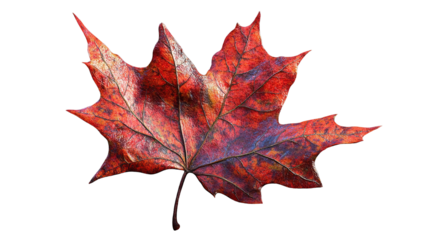 A vibrant maple leaf dressed in autumn s fiery hues isolated against a stark black backdrop on transparent background