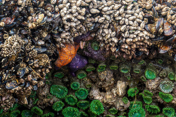 Ocean life on the rock