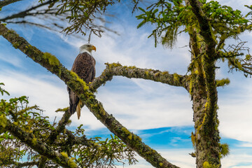 Bald Eagle on the tree branch