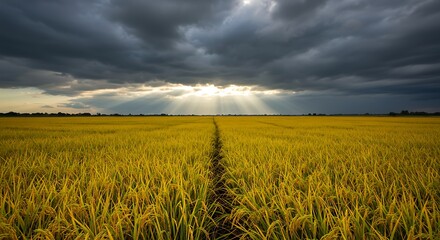 Golden Field Under Stormy Skies A Serene Landscape of Nature's Beauty and Contrasting Elements