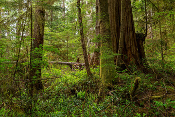 Obraz premium Tree in the Forest