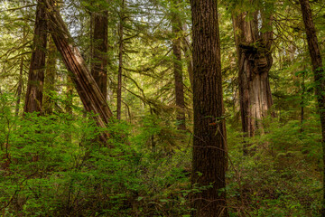 Obraz premium Tree in the Forest