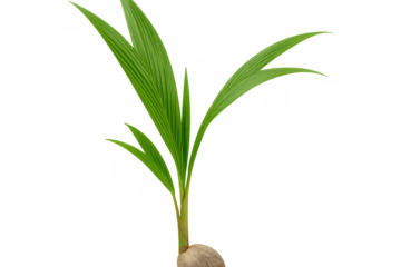 Coconut palm seedling emerging from mature coconut, white background, representing tropical growth and natural regeneration process
