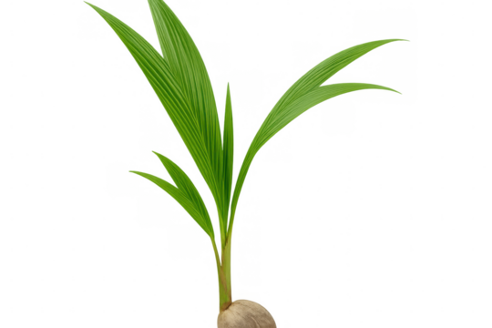 Coconut palm seedling emerging from mature coconut, white background, representing tropical growth and natural regeneration process