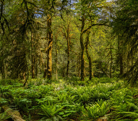 Forest in the morning