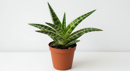 Obraz premium Minimalist Succulent, White Background Succulent, Realistic Succulent Plant, Clean Succulent Photography, Succulent in Ceramic Pot, Succulent Close-Up, Modern Succulent Decor, Elegant Plant Image, Sto