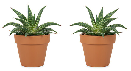 Obraz premium Minimalist Succulent, White Background Succulent, Realistic Succulent Plant, Clean Succulent Photography, Succulent in Ceramic Pot, Succulent Close-Up, Modern Succulent Decor, Elegant Plant Image, Sto