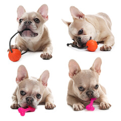 Fototapeta premium Adorable French bulldog dog with pet toys on white background, collage